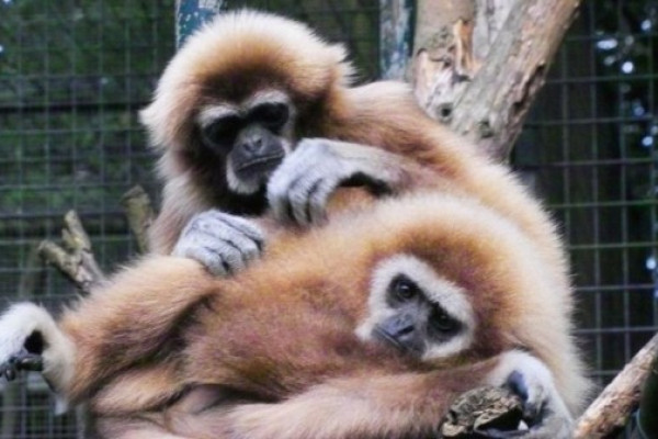 Gibbons im Leintalzoo in Schwaigern