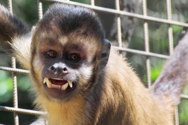 Kapuziner im Leintalzoo in Schwaigern