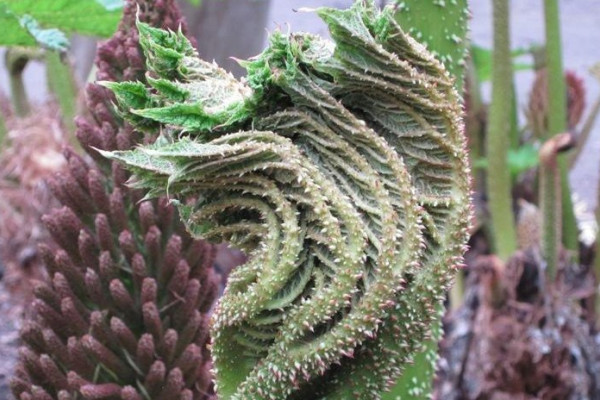 Exotische Pflanzenwelt