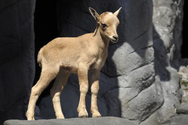 Fotokurs in Hamburg: Tierpark Hagenbeck