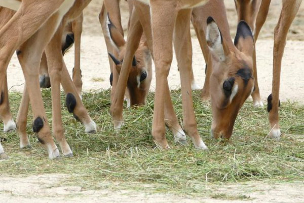 Fotokurs in Hannover: Erlebnis-Zoo