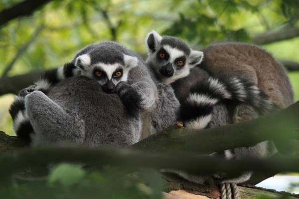 Fotokurs in Munster: Allwetter-Zoo