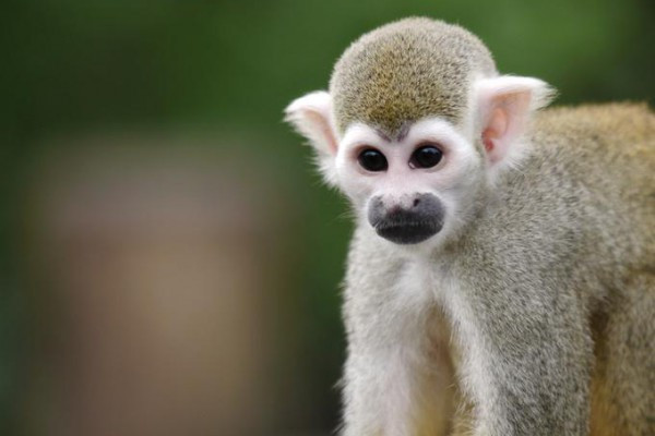 Fotokurs in Leipzig: Zoo