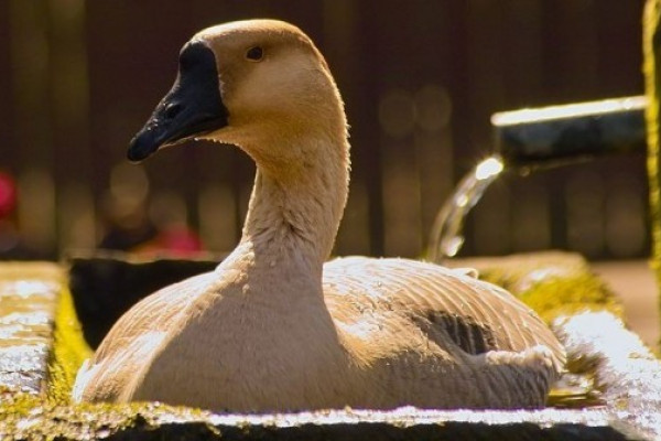 Gans im Trog im Leintalzoo in Schwaigern