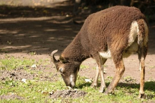 Soay-Schaf