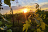 Sunset Tasting mit Markus Pfalz