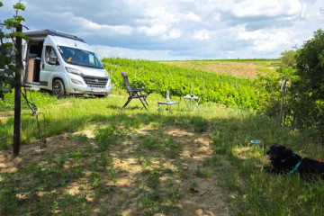 Campen im Weingarten