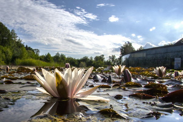 Seerosen im Wassergarten ©Sonja Eder