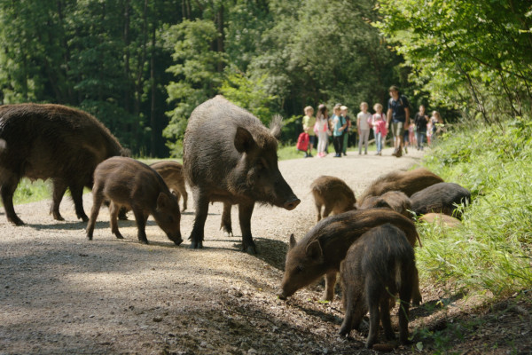Begegnung mit freilaufenden Wildschweinen