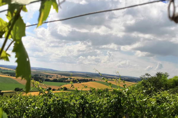 Picknick im Weingarten - Winzerfamilie Pfalz 2