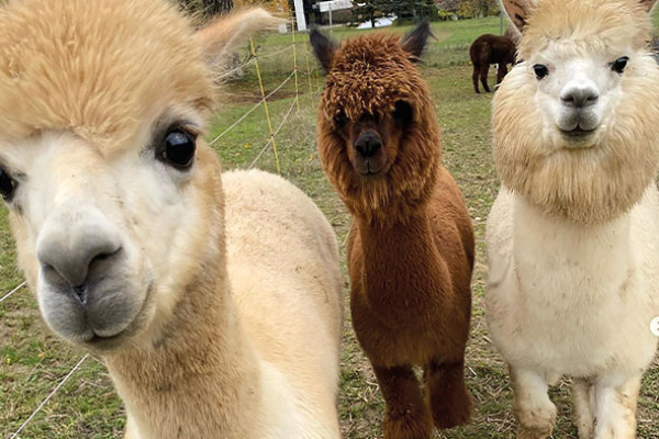 Alpakas Legolas, Pippin und Semmel