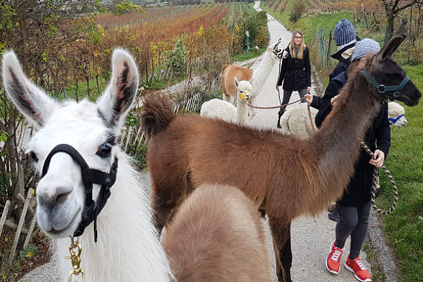 Lamas Sam und Bilbo