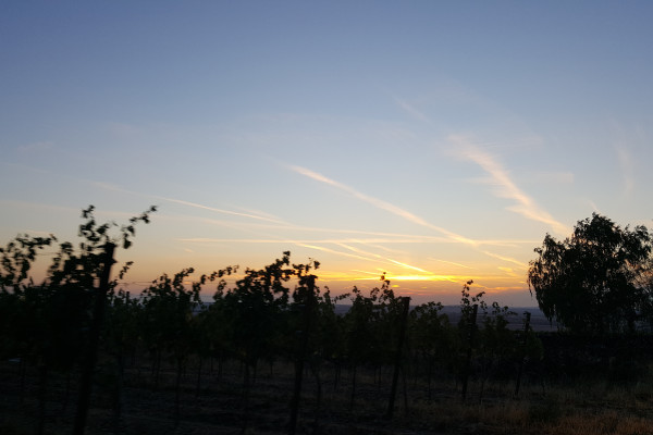 Winzerfamilie Pfalz - Sunset Tasting 2