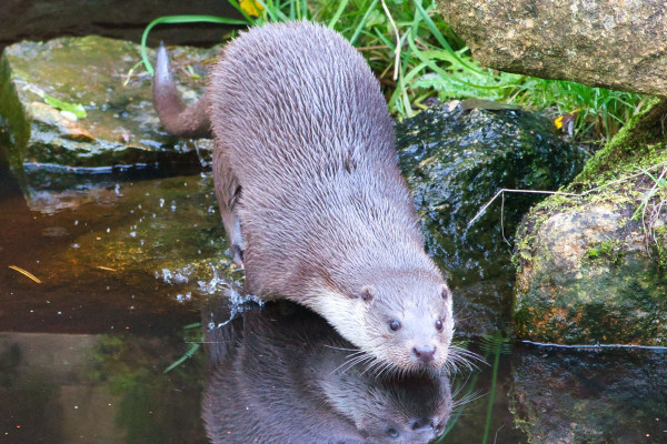 Fischotter im UnterWasserReich

© Mike Ratteit