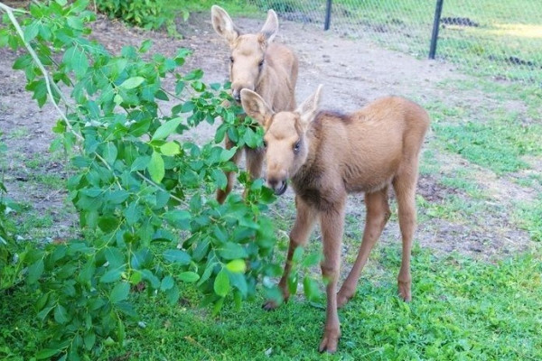 Elk