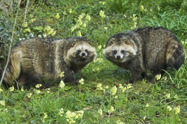 Wolverine