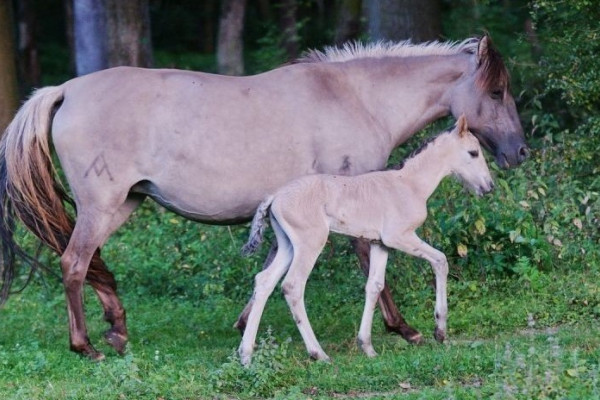 Sorraia horses