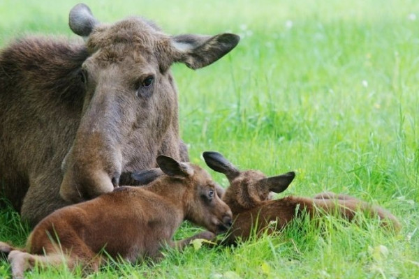 Elchfamilie im Wisentgehege in Springe Elchfamilie im Wisentgehege in Springe