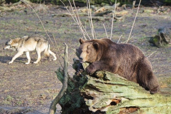 Bär und Wolf in Springe Bär und Wolf in Springe