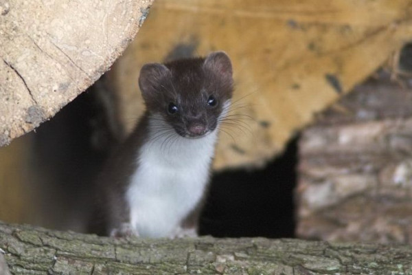Marten