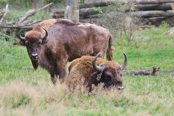 Bison