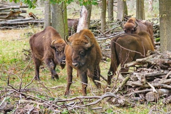 Bison