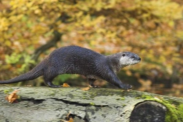 Otter im Wisentgehege in Springe Otter im Wisentgehege in Springe
