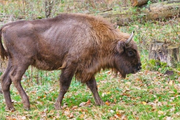 Bison