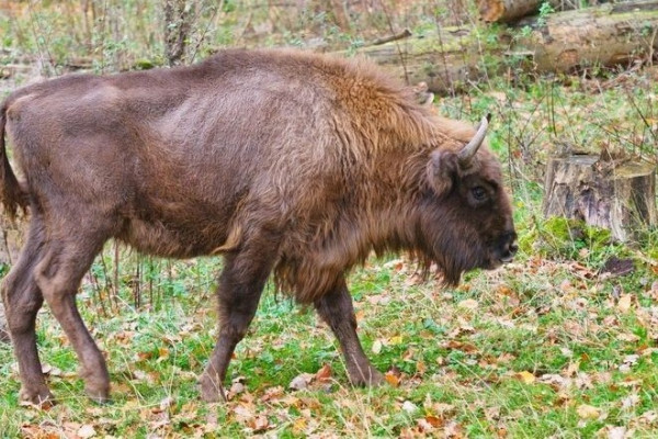 Wisent in Springe Wisent in Springe
