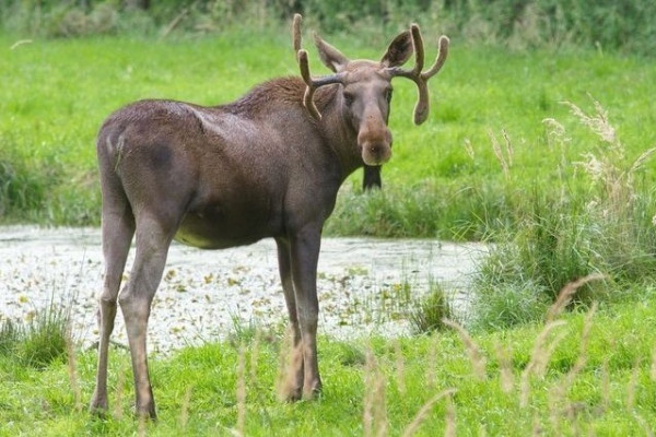 Elk