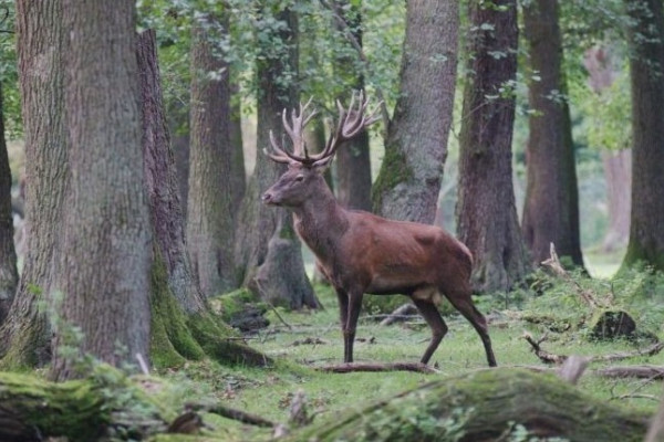 Reindeer