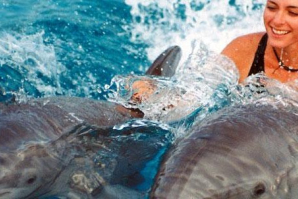 schwimmen mit Delphinen in Hurghada