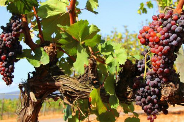 Weinberge unter der Sonne Mallorcas