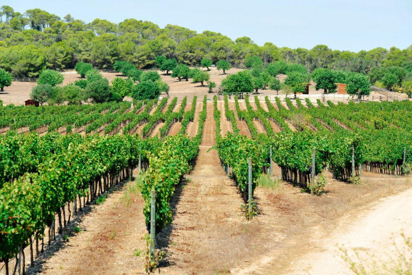 Weinberge auf Mallorca