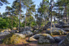 Stage photographie magie de la forêt