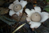 Les champignons comestibles et toxiques
