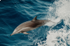 St Raphael: A la Rencontre des dauphins
