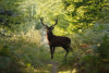 Visite sur la trace des animaux en forêt de Fontainebleau