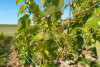 La viticulture agroécologique
