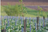 Visite de nos vignes en agroforesterie & permaculture - Champagne Cuillier (à Pouillon)