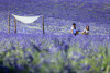 Visite d'un champ de Lavande Aix en Provence