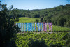 Visite libre entre art, vignes et forêt
