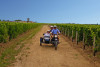 Départ de Saint-Emilion - balade privée dans les vignes