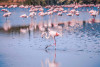 Excursion en Camargue - Journée Flamants roses, Vin et Aigues-Mortes
