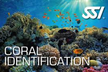 spécialité CORAUX SSI école de plongée Scuba School International . Formation en ligne e-learning identification du CORAIL