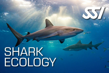 spécialité REQUIN SHARK  SSI