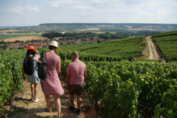 Au milieu des vignes