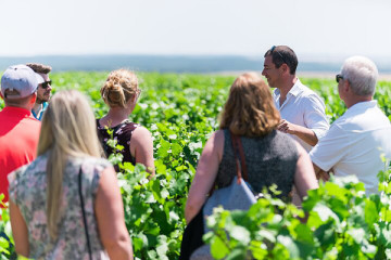 Visite et dégustation Chablis au Domaine Clotilde Davenne en français