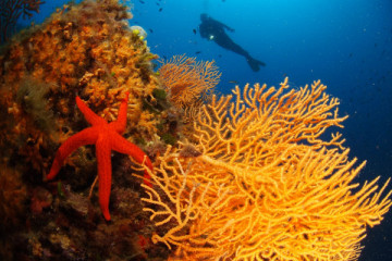 * Plongée d’exploration