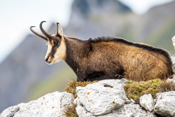 Le champion de nos montagnes, Chamois !